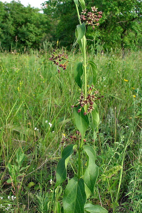Image of genus Vincetoxicum specimen.