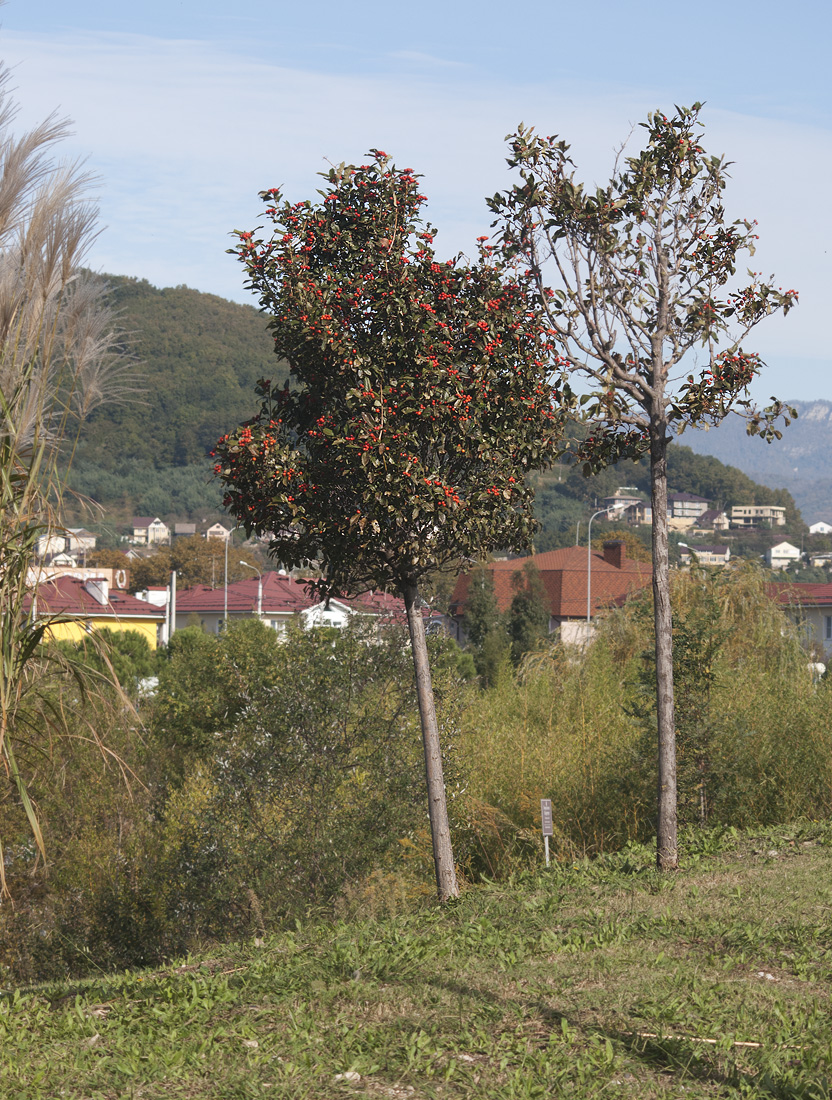 Изображение особи род Crataegus.