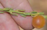 Muraltia spinosa