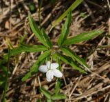 Anemone caerulea. Цветущее растение с пятичленным цветком (вид со стороны цветоножки). Казахстан. Восточно-Казахстанская обл., Глубоковский р-н, окр. с. Тарханка, южный склон сопки. 10.05.2017.