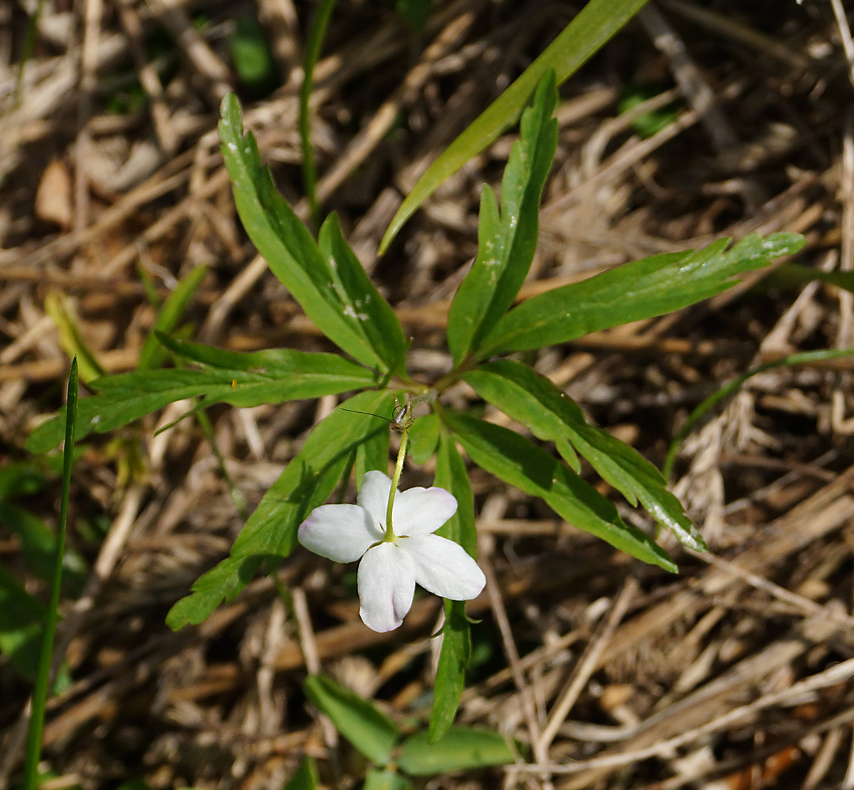 Изображение особи Anemone caerulea.