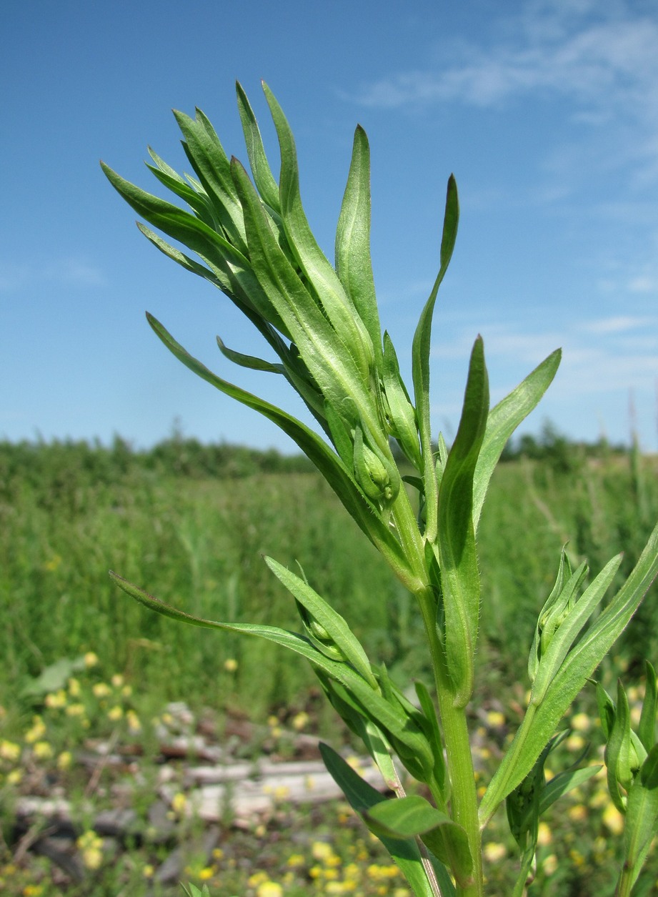 Image of Erigeron acris specimen.