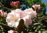 род Rhododendron. Цветки и листья. Крым, Южный Берег, Партенит, парк ЛОК \"Айвазовское\". 30.04.2018.