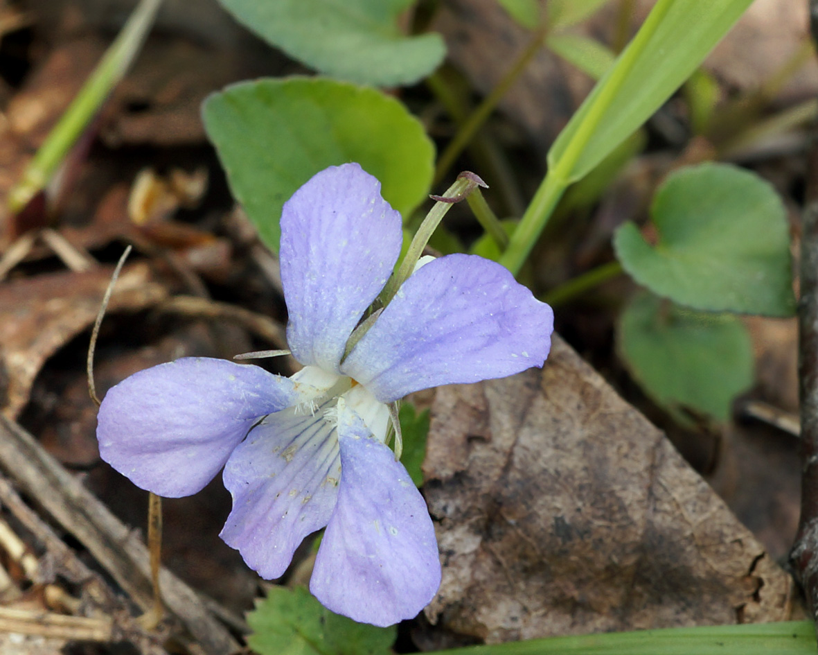 Image of Viola sacchalinensis specimen.