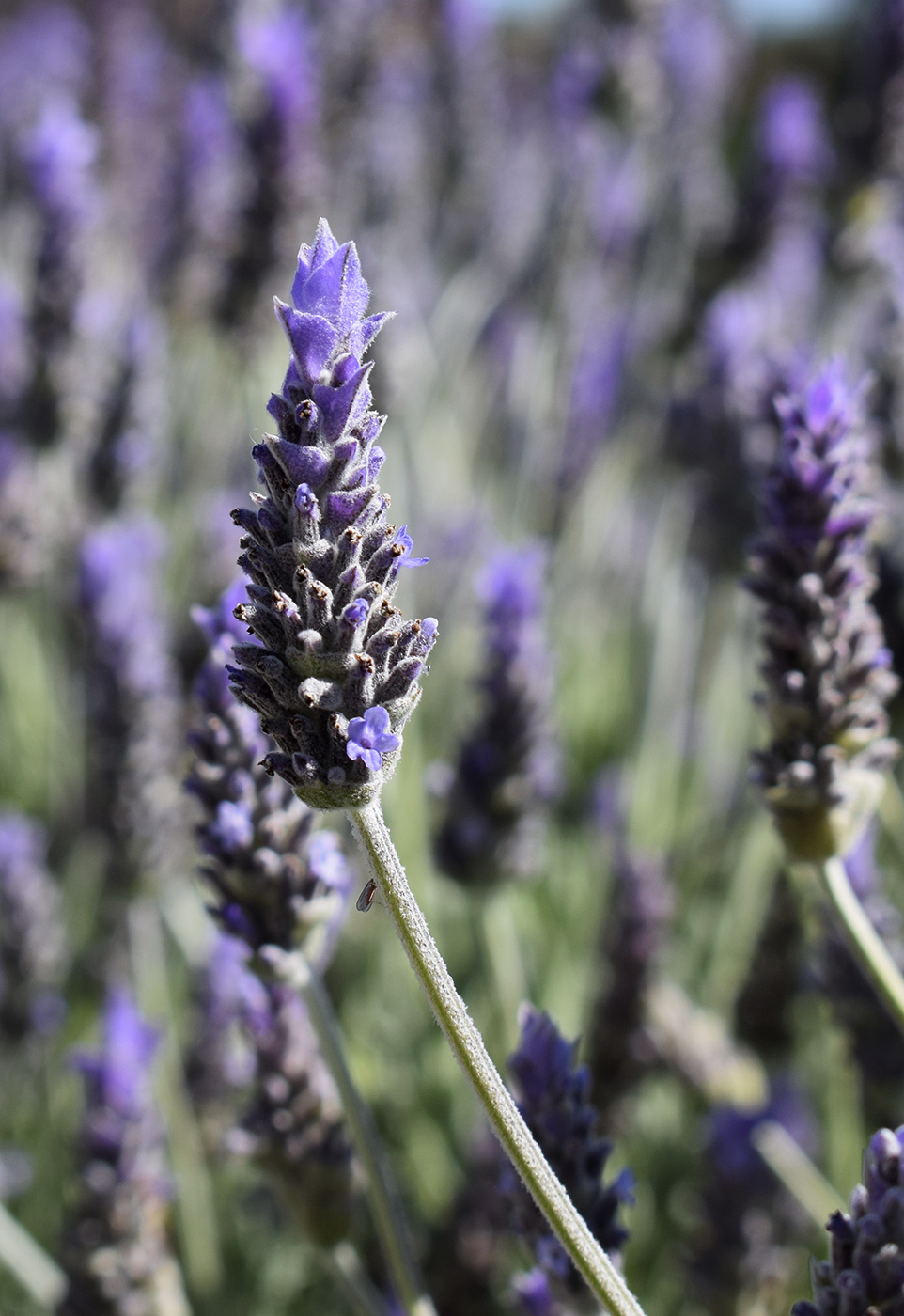 Изображение особи Lavandula dentata.