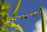 genus Vigna