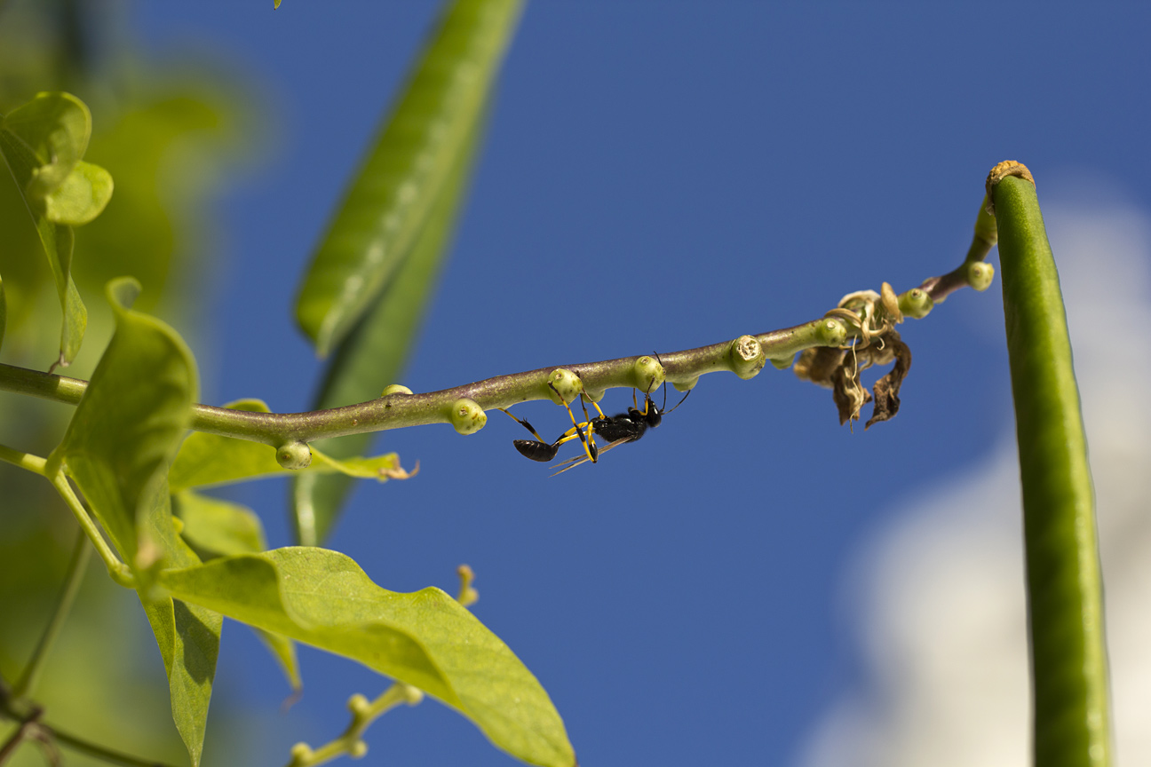 Image of genus Vigna specimen.