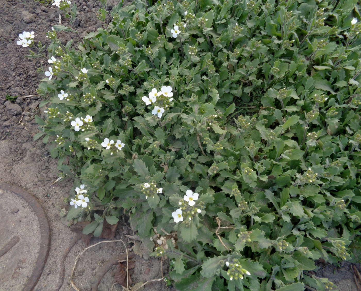 Изображение особи Arabis caucasica.