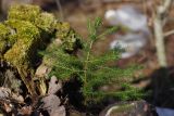 Picea abies