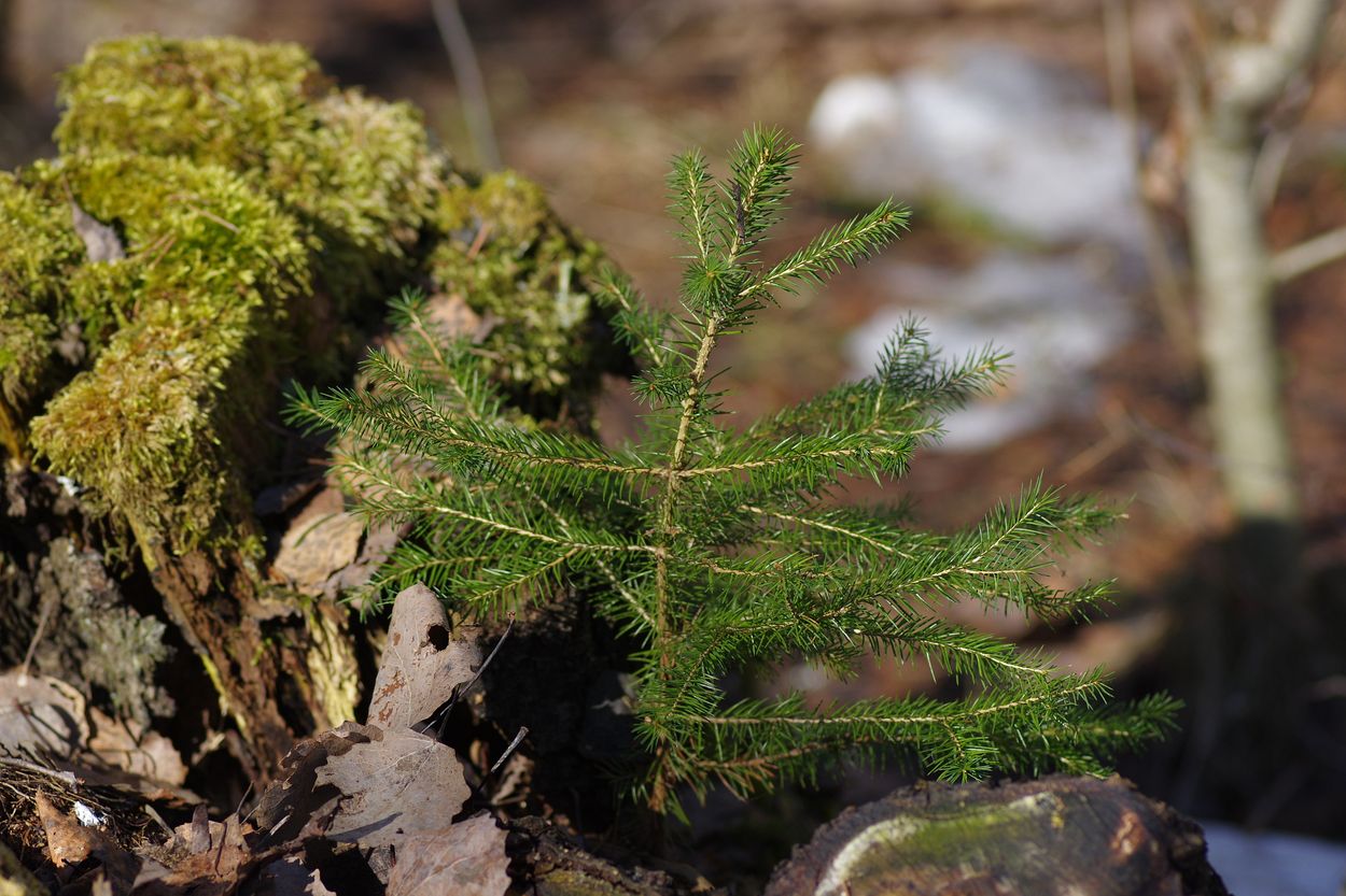 Изображение особи Picea abies.