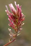 Astragalus monspessulanus. Соцветие. Испания, Каталония, провинция Жирона, комарка Альт-Эмпорда, окр. г. Фигерас, луг на крепостных валах. 31.03.2019.