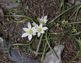 Ornithogalum balansae