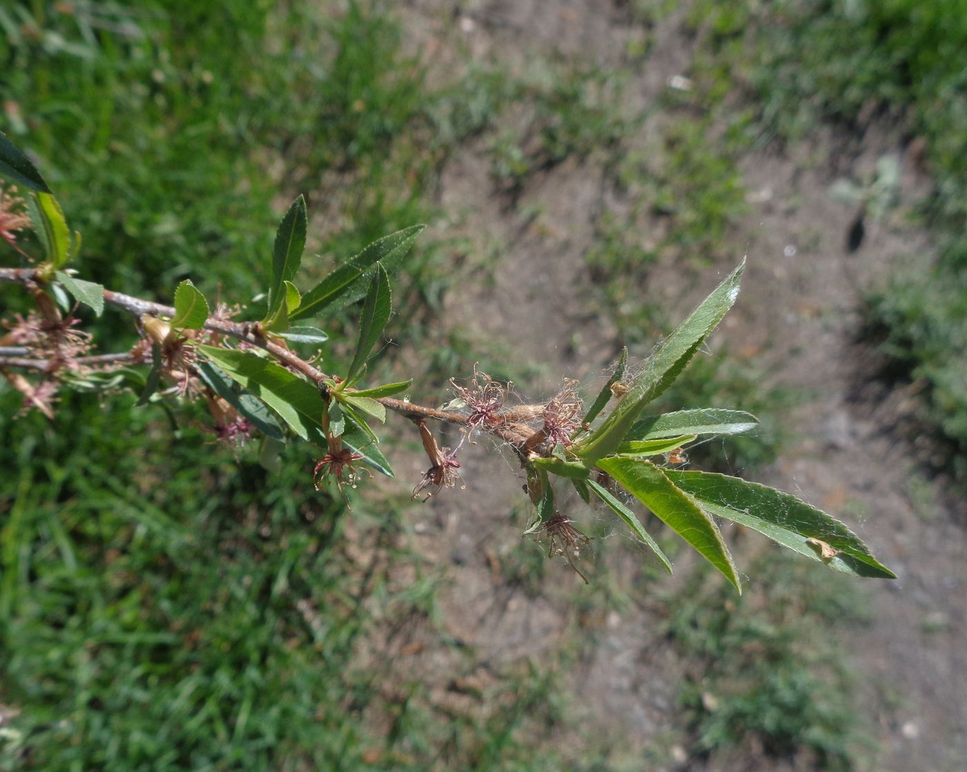 Изображение особи Amygdalus nana.