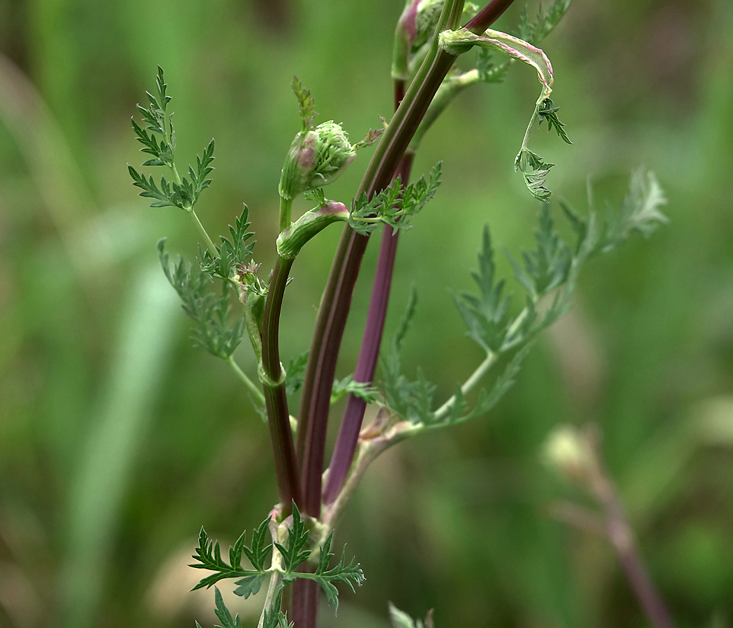 Image of Seseli libanotis specimen.