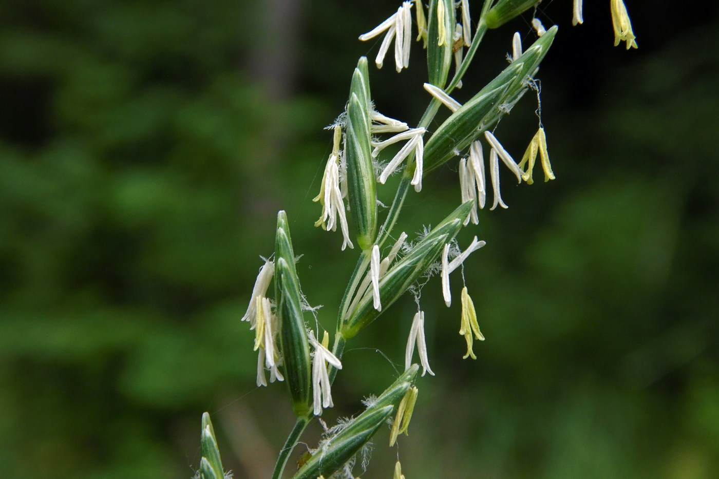 Изображение особи Elytrigia repens.