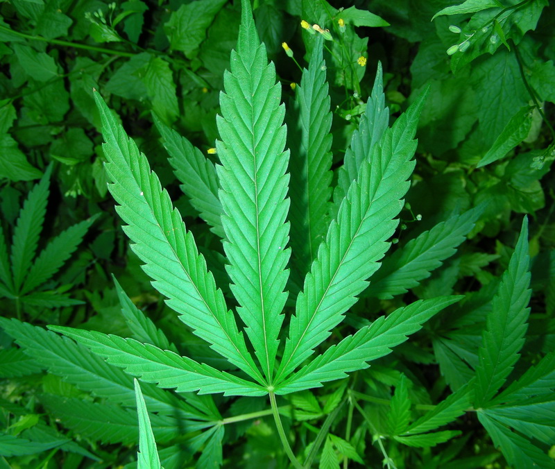 Image of Cannabis sativa var. spontanea specimen.