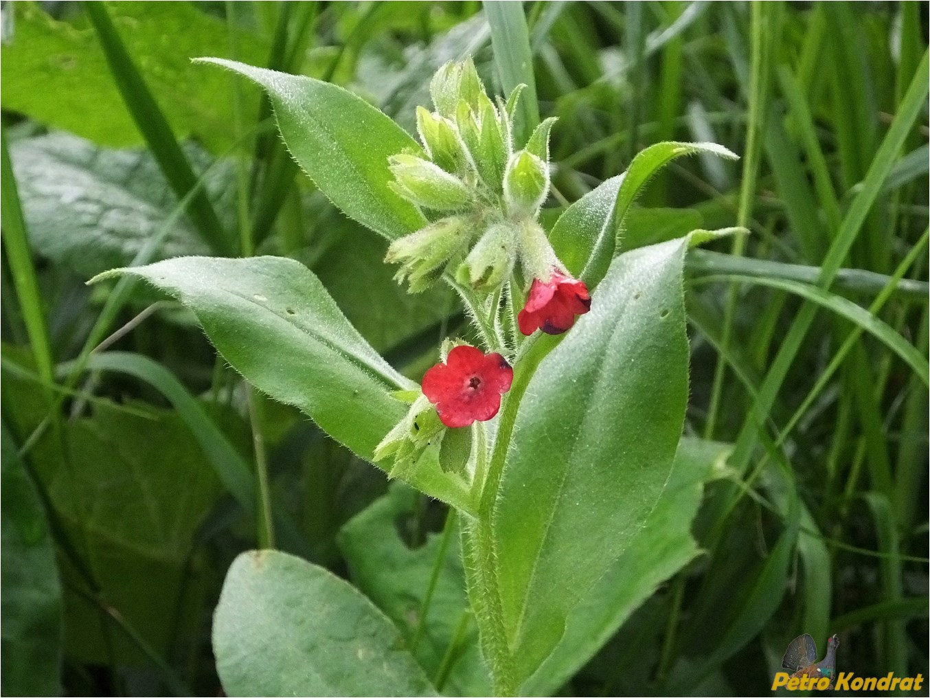 Image of Pulmonaria filarszkyana specimen.