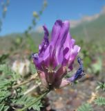 Astragalus lasioglottis. Соцветие. Кабардино-Балкария, Эльбрусский р-н, окр. с. Былым, ок. 1200 м н.у.м., каменистое место. 03.07.2019.