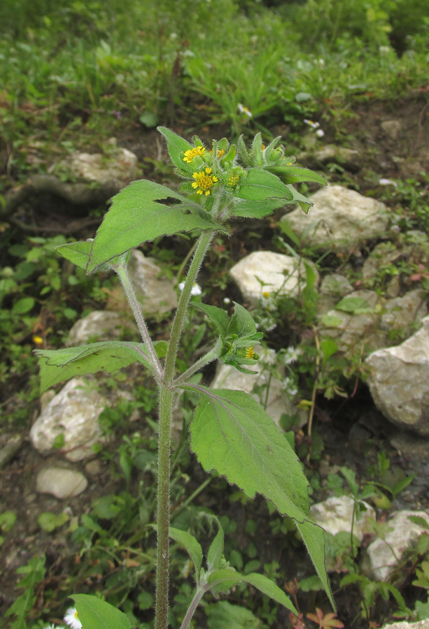 Image of Sigesbeckia orientalis specimen.