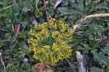 Euphorbia marschalliana. Общее соцветие. Турция, ил Артвин, окр. с. Ортакой, луг на береговой террасе, высота над уровнем моря 1640 м. 24.04.2019.