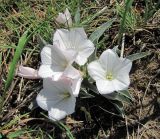 Convolvulus lineatus