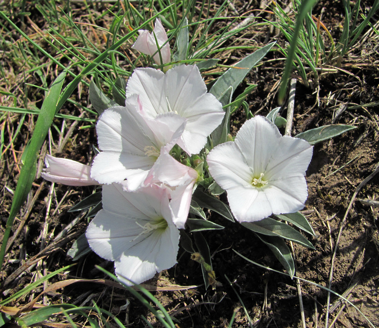 Изображение особи Convolvulus lineatus.