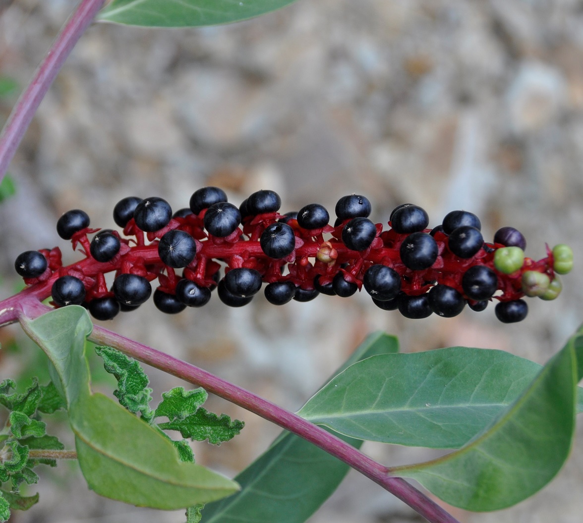 Изображение особи Phytolacca pruinosa.