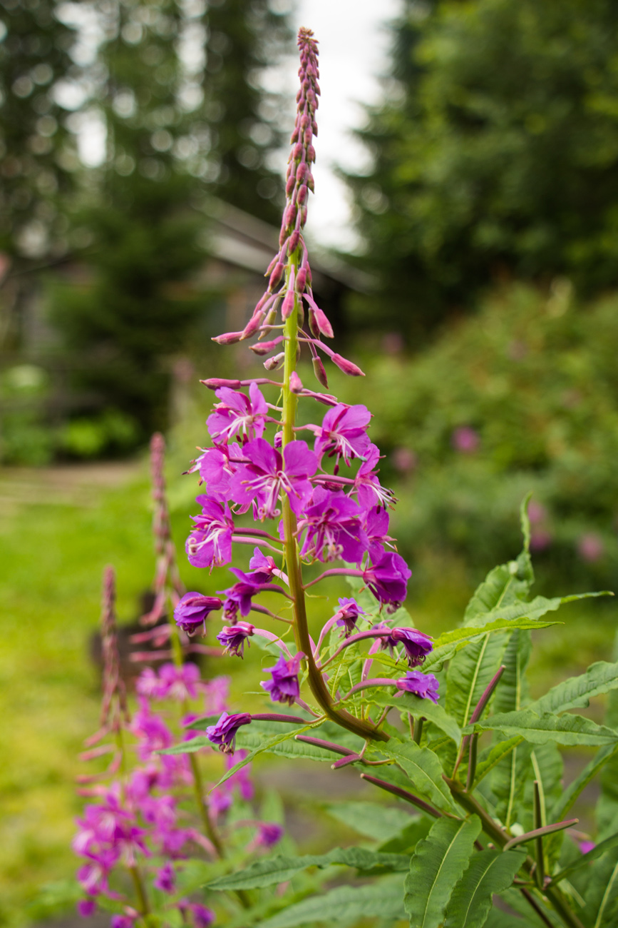 Изображение особи Chamaenerion angustifolium.