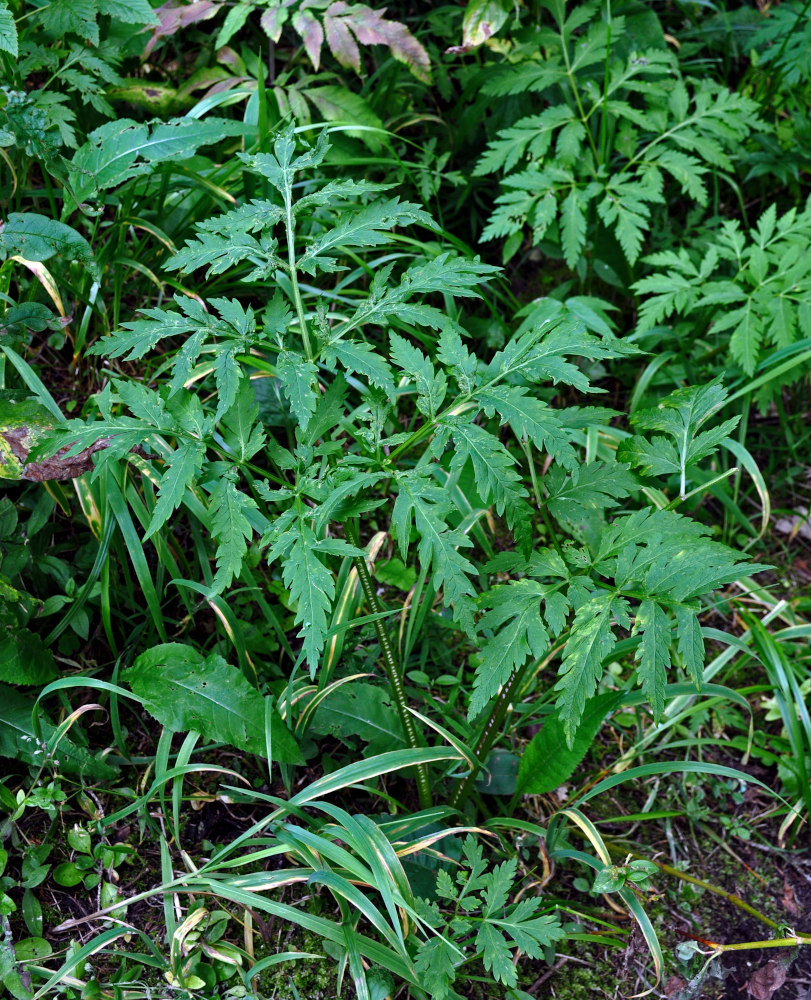 Image of Pleurospermum uralense specimen.