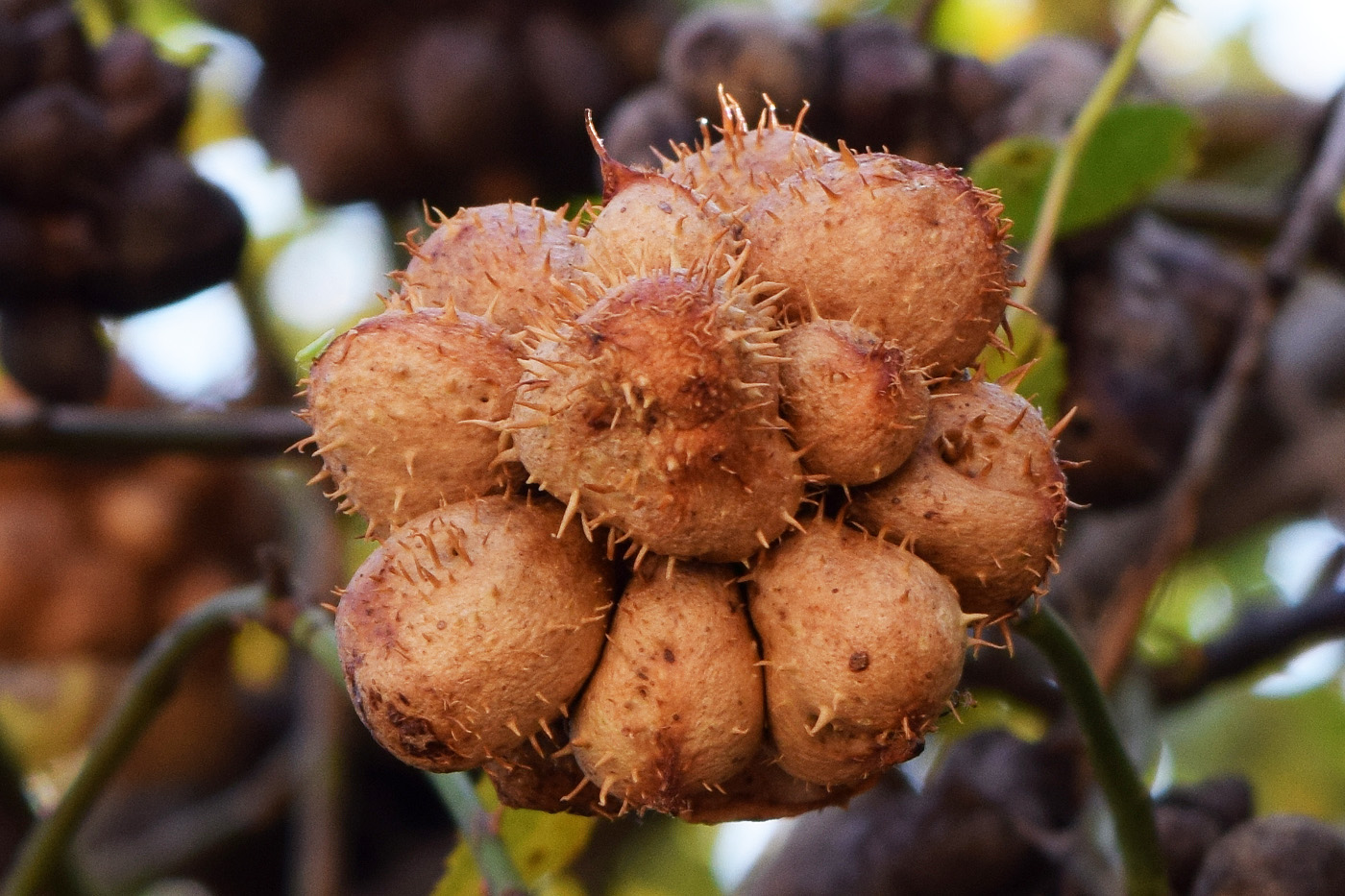 Image of Rosa canina specimen.