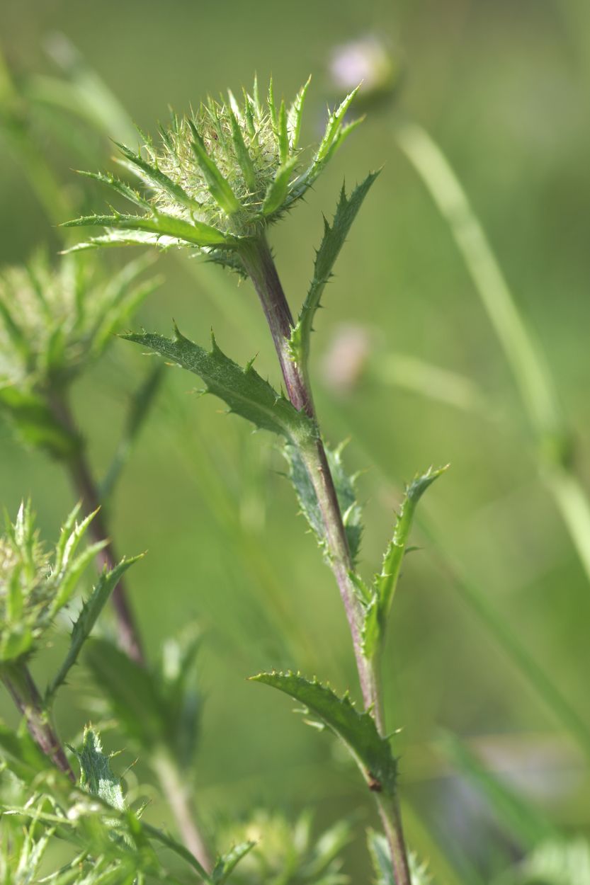 Image of Carlina biebersteinii specimen.