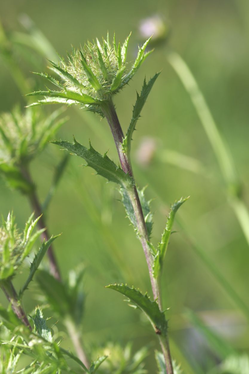 Изображение особи Carlina biebersteinii.