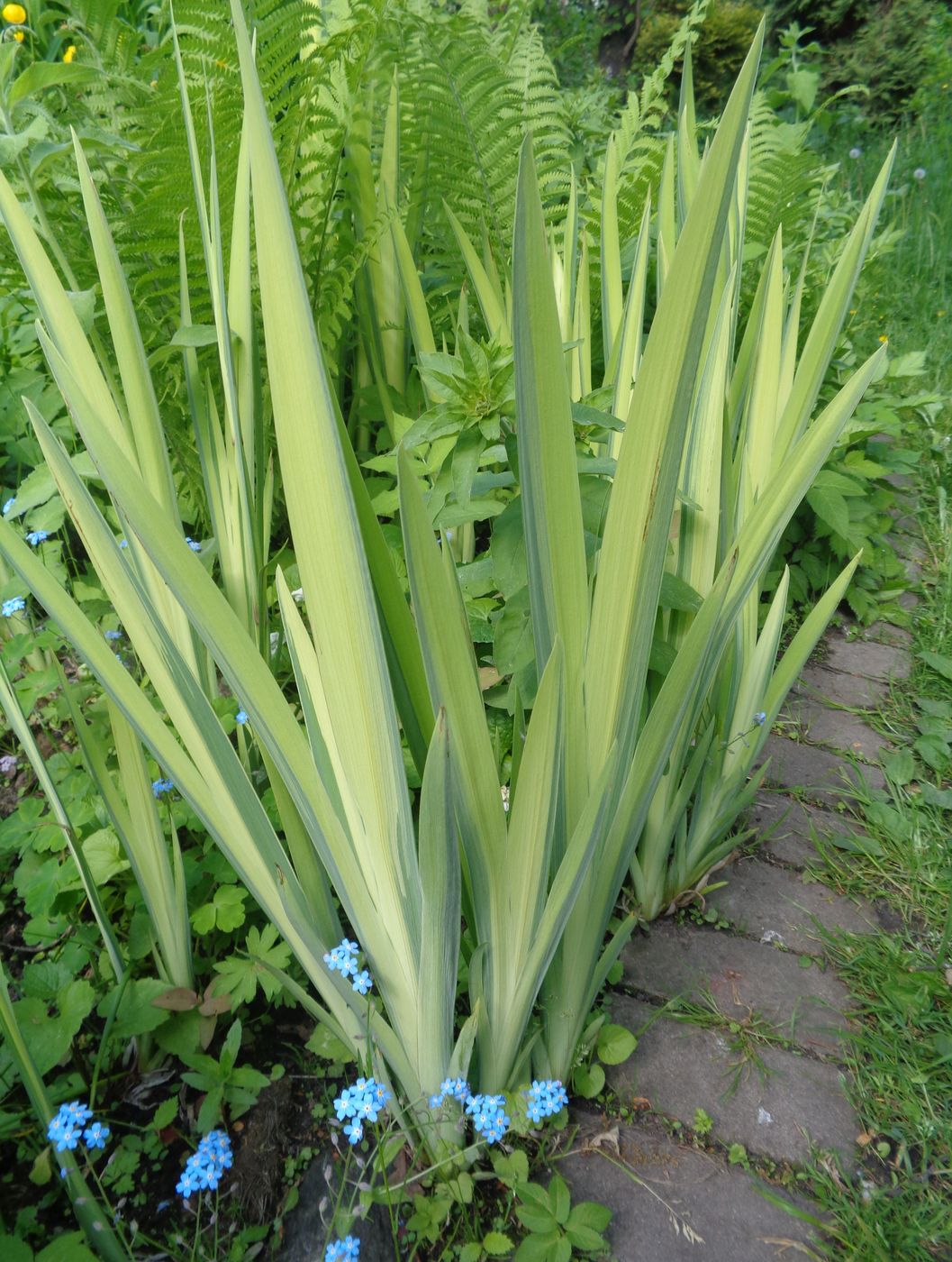Image of Iris pseudacorus specimen.
