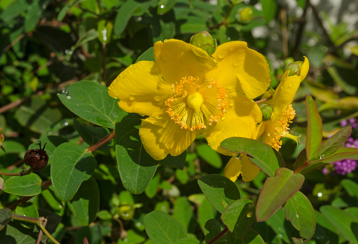 Image of Hypericum hookerianum specimen.