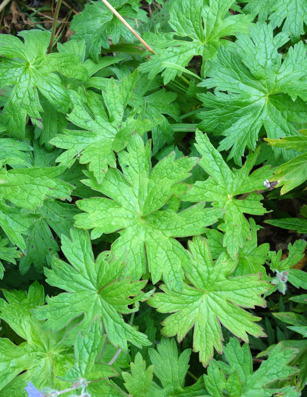 Изображение особи Geranium erianthum.