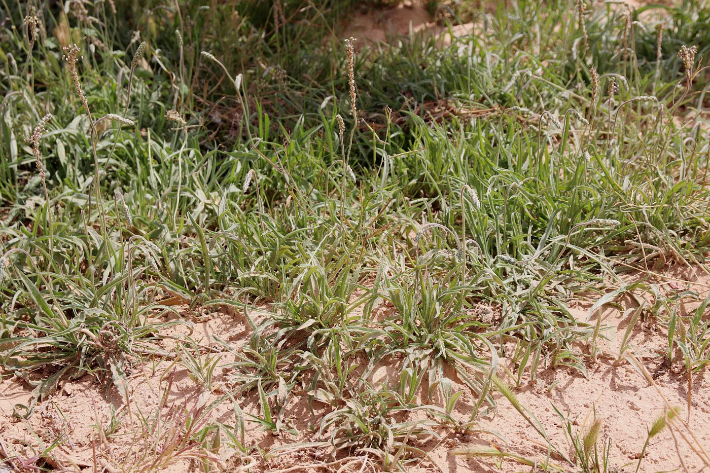 Image of Plantago albicans specimen.