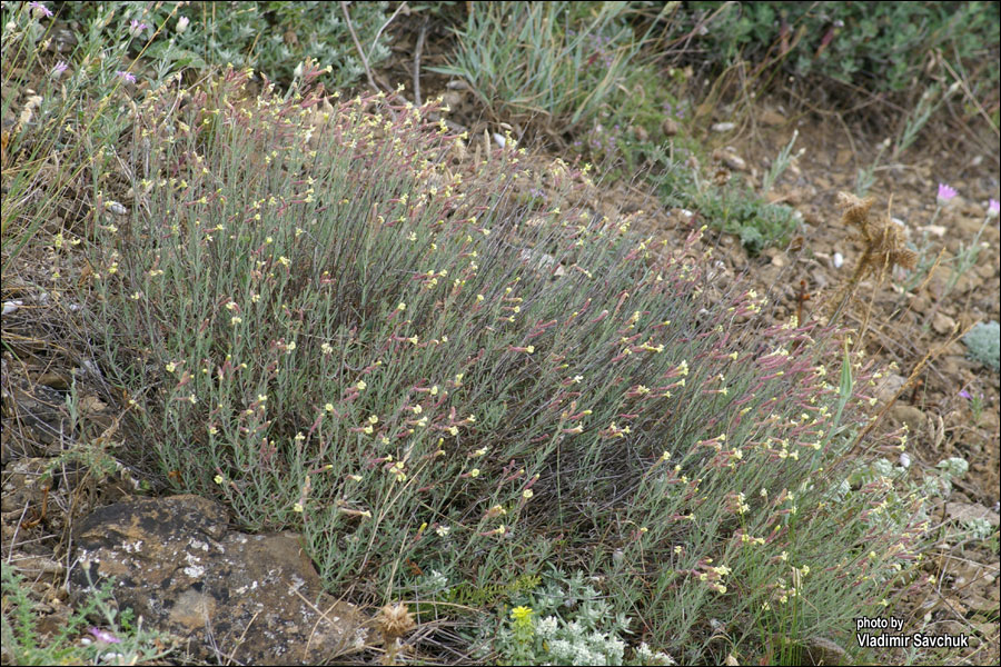 Image of Silene syreitschikowii specimen.