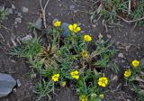 Potentilla biflora