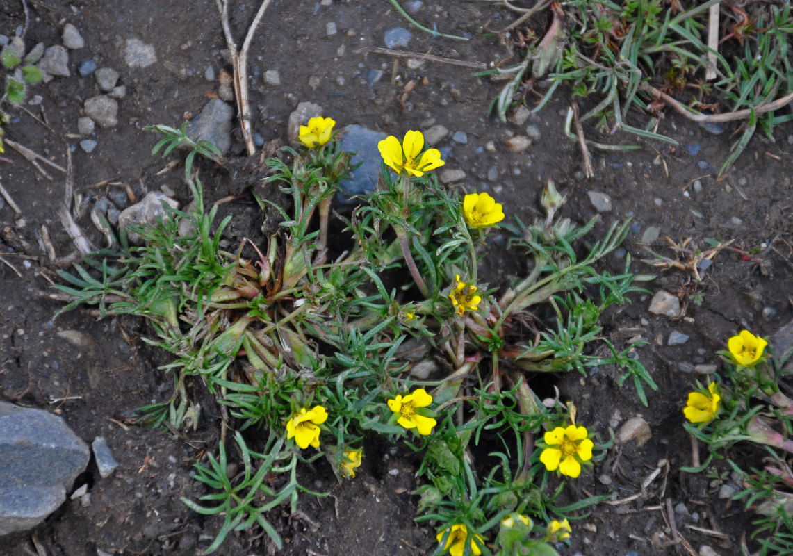 Изображение особи Potentilla biflora.