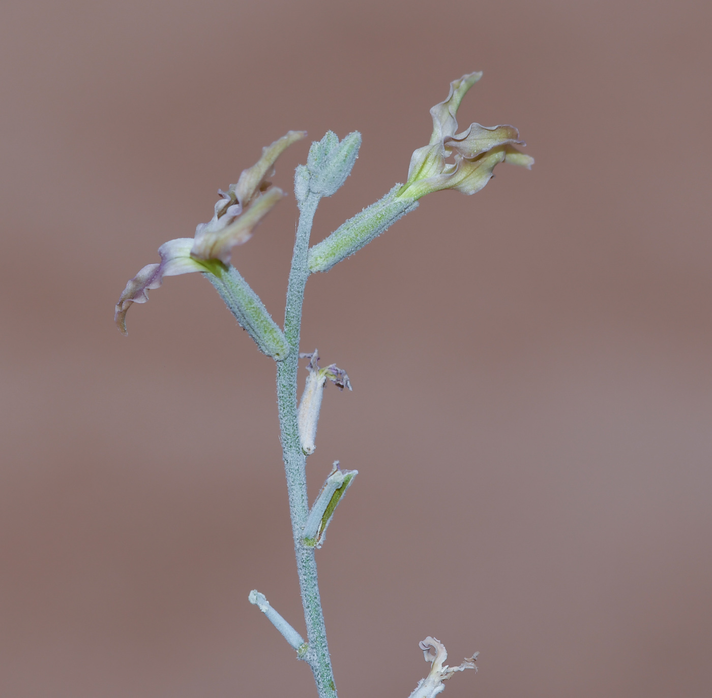 Изображение особи Matthiola arabica.