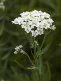 Achillea ledebourii. Общее соцветие. Алтайский край, Тигирекский хр., правый борт р. Иркутка в ее верховьях, верхняя граница леса, пояс полидоминантного субальпийского высокотравья. 20.07.2019.