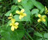 Viola acutifolia