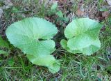 Ligularia thomsonii