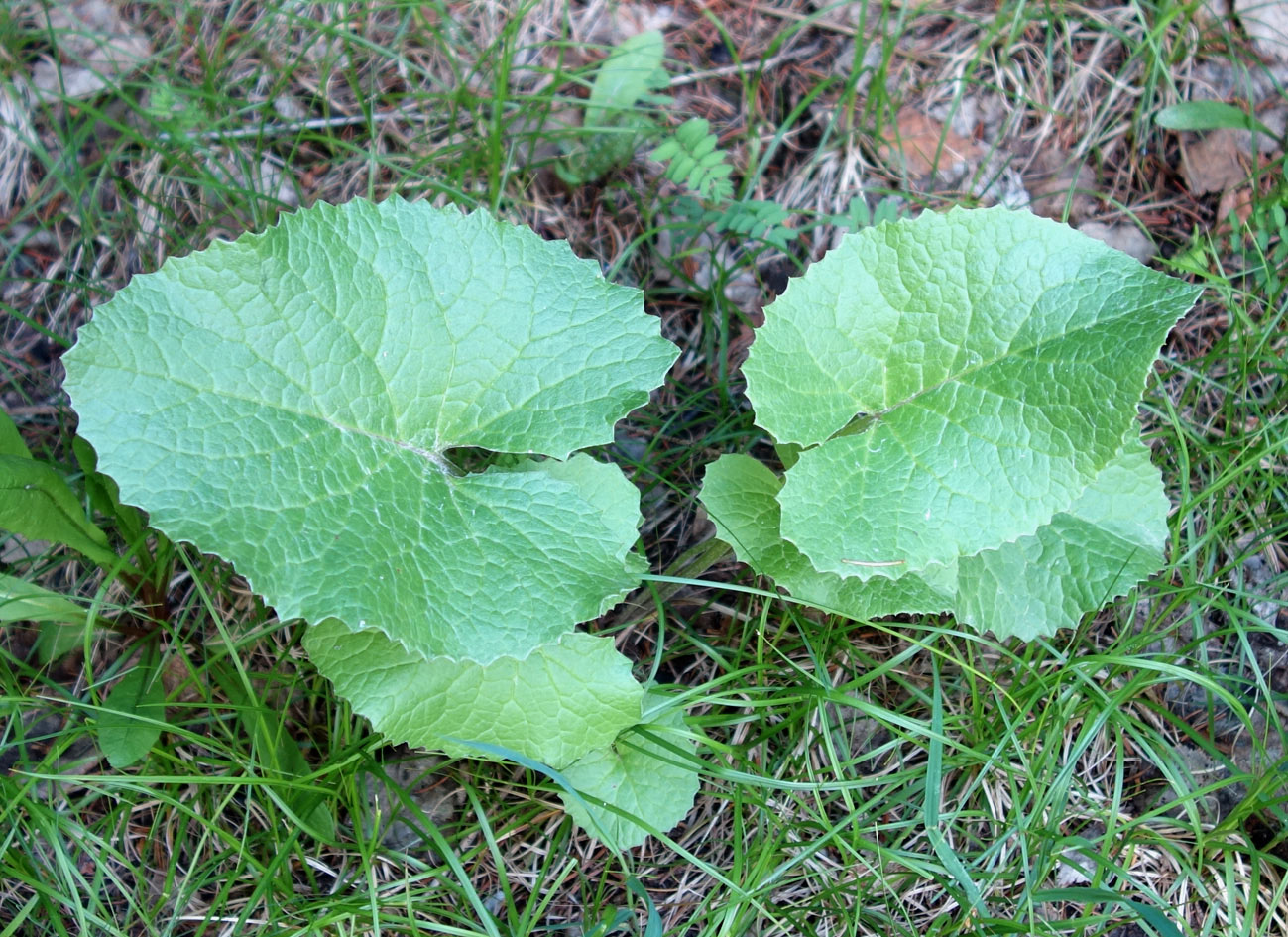 Image of Ligularia thomsonii specimen.