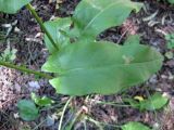 Rumex thyrsiflorus