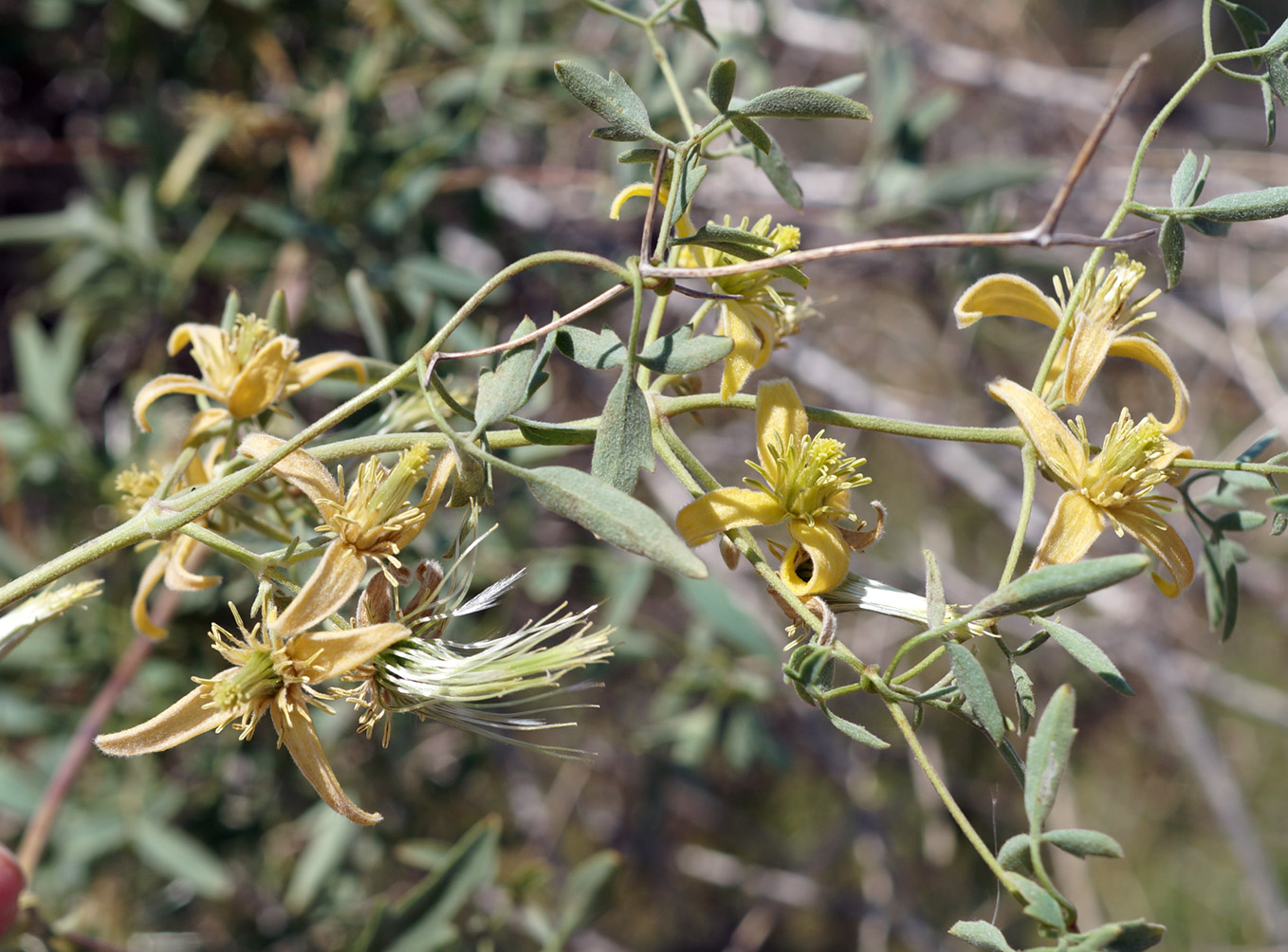 Изображение особи Clematis orientalis.