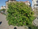 Hibiscus mutabilis