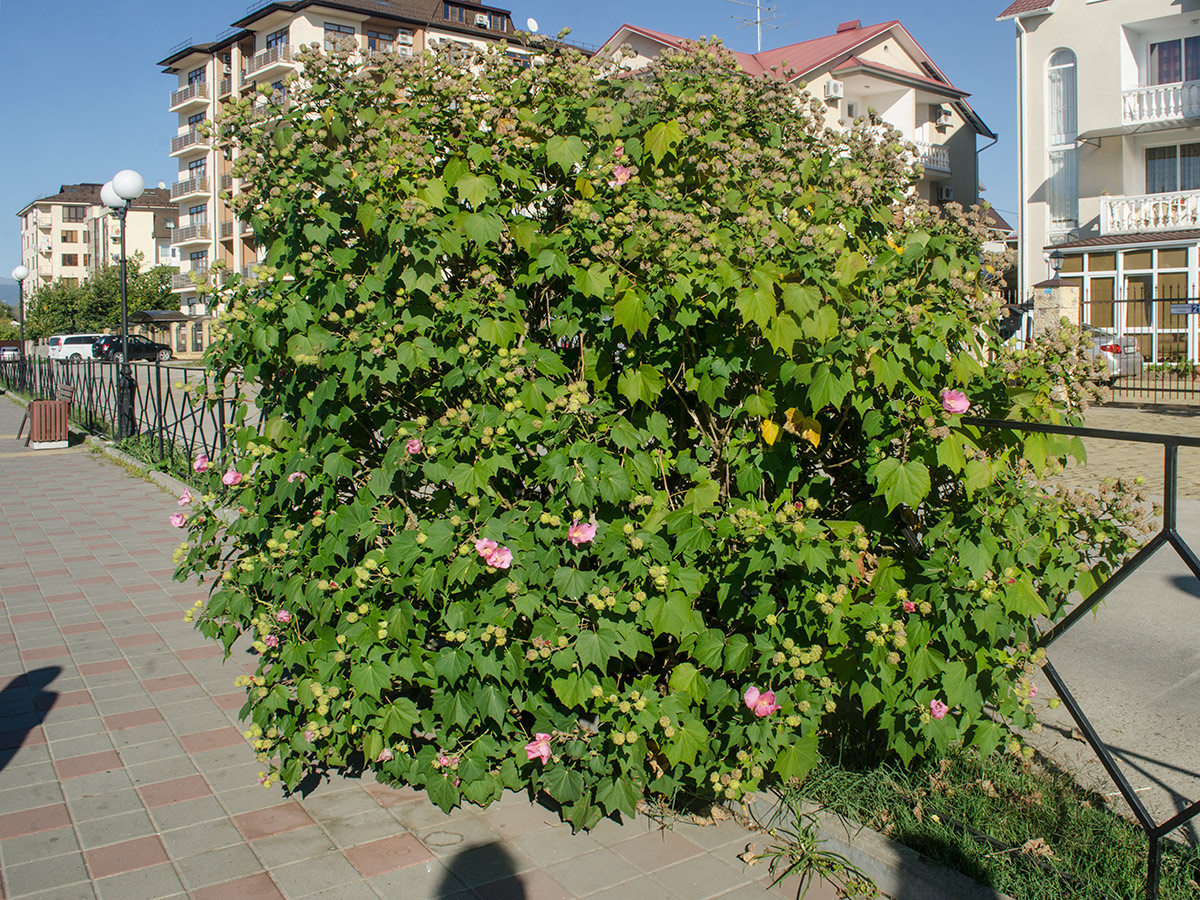 Изображение особи Hibiscus mutabilis.