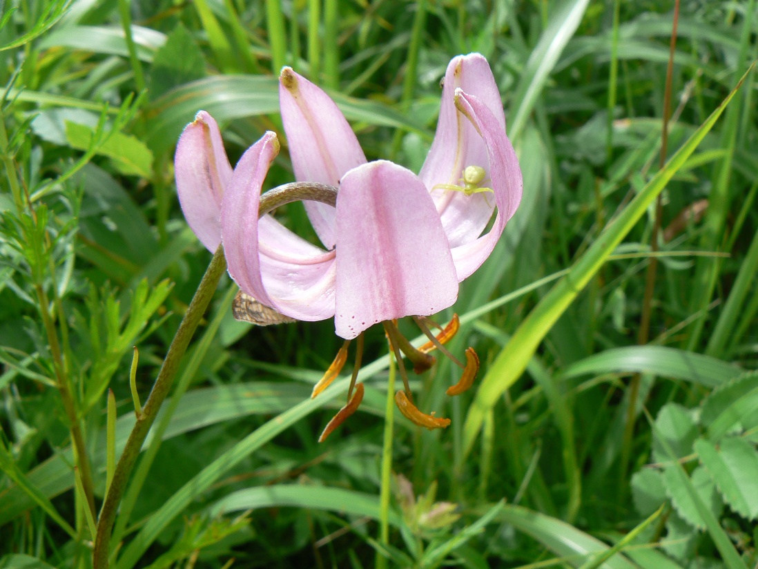 Image of Lilium cernuum specimen.