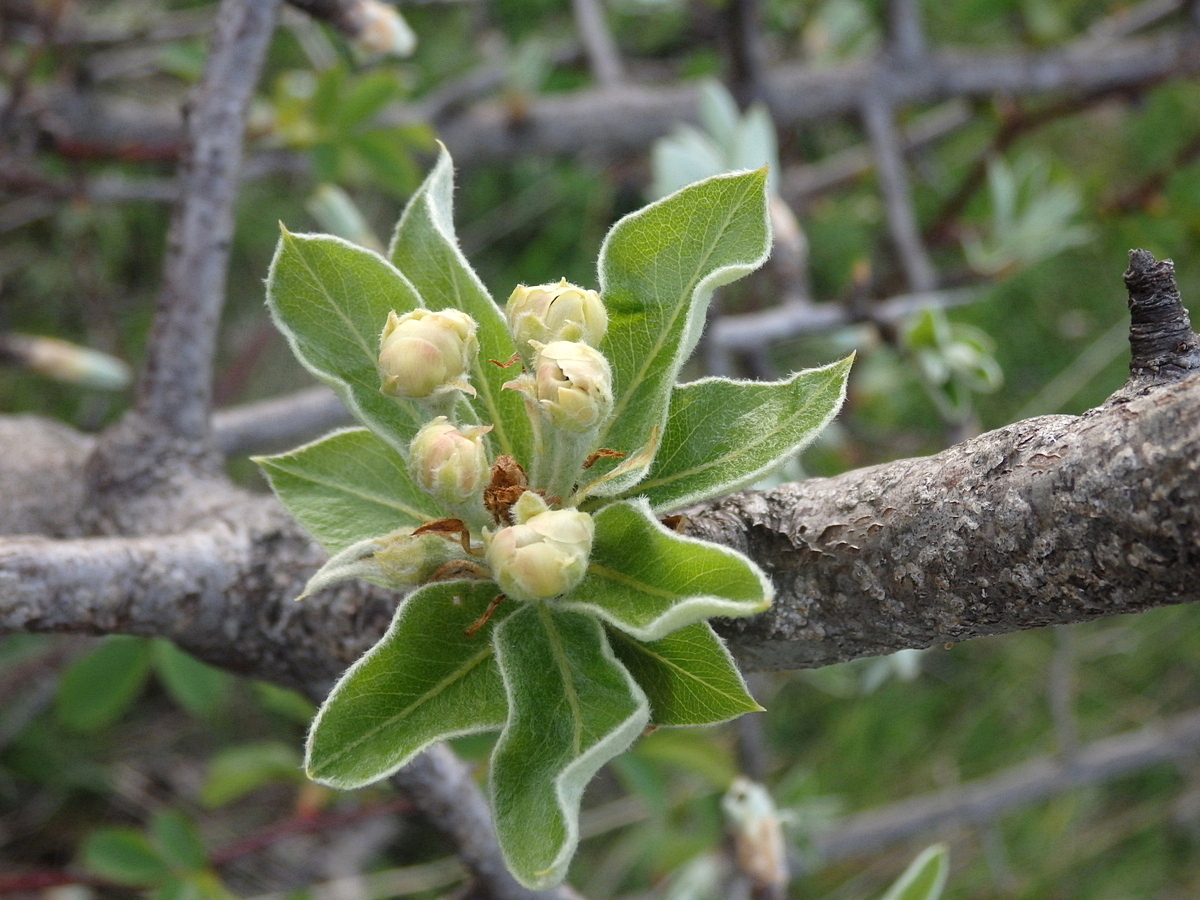 Изображение особи Pyrus elaeagrifolia.